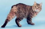 Геморрой у кошек: причины, симптомы, лечение