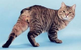 Геморрой у кошек: причины, симптомы, лечение