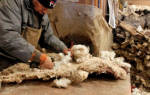 Особенности бизнеса по переработке шерсти овец