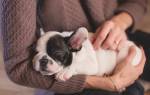 Фолликулярный конъюнктивит у собак: симптомы и лечение