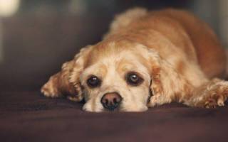 Воспаление печени у собак: причины, симптомы, лечение