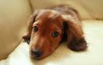 Саркоптоз у собак — угроза из микромира
