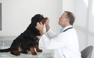 Грибок у собак: симптомы, профилактика и лечение