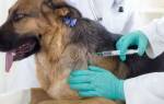 Прививка от клещей для собак — факты и заблуждения
