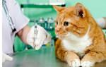 Нужны ли прививки домашнему коту