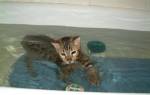 Породы кошек которые любят воду