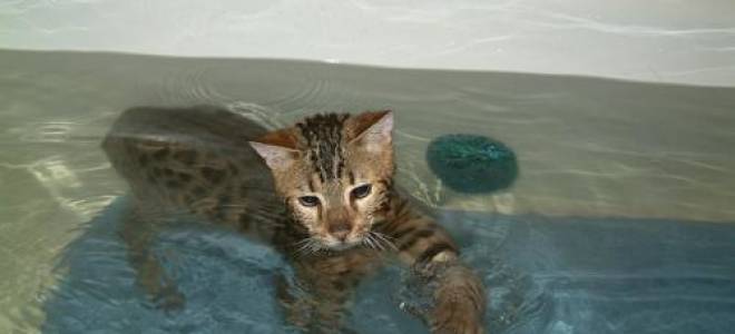 Какие кошки любят воду