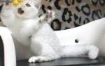 Шиншилла – кошка с аристократическими манерами
