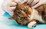 Отит у кошек — симптомы и лечение