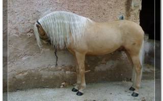 Как выглядит андалузская лошадь