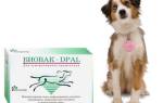 Вакцина Биовак для собак: способы применения и дозировка