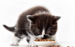 Можно ли давать котятам сухой корм