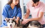 Почечная кома у кошек и собак: причины, диагностика лечение