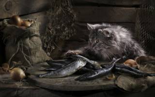 Какую рыбу любят кошки? — Ростки жизни