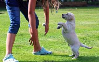 Как отучить собаку прыгать на людей: методы для любого возраста