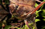 Африканская рыба-бабочка или Пантодон