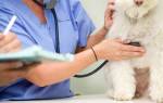 Пороки сердца у собак: основные сведения, диагностика и лечение