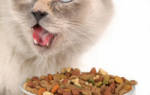 Повышенный аппетит (полифагия) у кошек