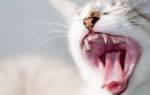 Эпулис у кошек – опасная патология ротовой полости