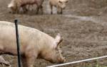 Технология откорма свиней для начинающих
