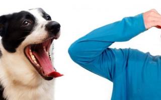 Почему у собаки пахнет изо рта тухлятиной: причины и методы устранения