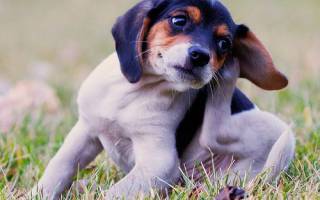 Чесоточный клещ у собак — от симптомов до лечения