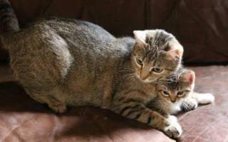Как ухаживать за котнком в домашних условиях