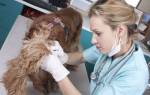 Алопеция у собак: таблица симптомов и способов лечения