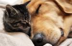 Нефросклероз у кошек и собак: симптомы, диагностика, лечение