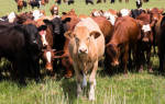 Масти коров продуктивность коров разной масти