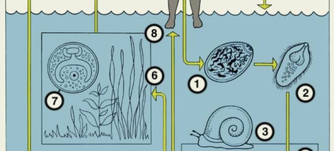 Трематоды (Trematoda) и трематодозы по МКБ-10