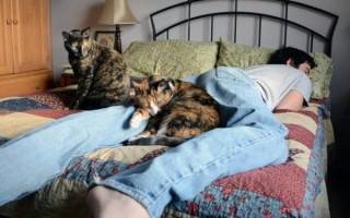 Почему кошки любят спать в ногах вашей постели