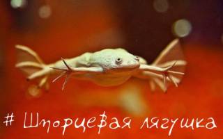 Аквариумная лягушка — альбинос кто она