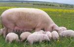 Виды свиней разновидности домашних свиней