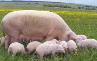 Виды свиней разновидности домашних свиней