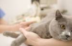 Как лечить у кошки опухоль на молочной железе
