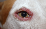 Блефарит у собак: причины возникновения и способы лечения