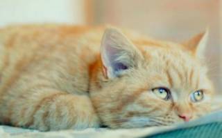 Дипилидиоз у кошек заражение огуречным цепнем