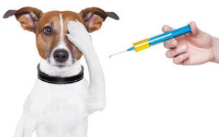 Прививка щенку от чумки когда и как делать