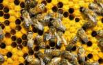 Интересные факты о пчелах — 24СМИ