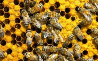 Интересные факты о пчелах — 24СМИ