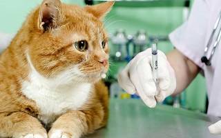 Прививка от лишая для кошек