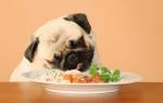 Чем кормить собаку при почечной недостаточности: подбираем правильный рацион