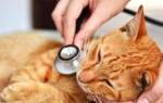 Воспаление легких у кошек чем лечить