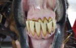 Сколько зубов у лошади