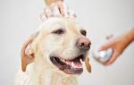 Шампунь от блох для собак: правила использования и безопасности