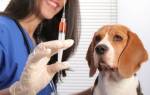 Вакцинация собак: правила и сроки