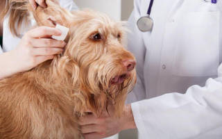 Диагностика и лечение отита у собак