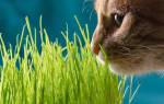 Зачем кошки едят траву и как е вырастить