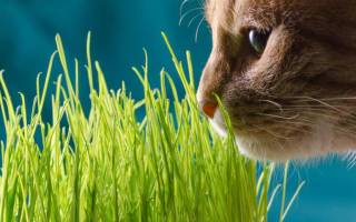 Зачем кошки едят траву и как е вырастить